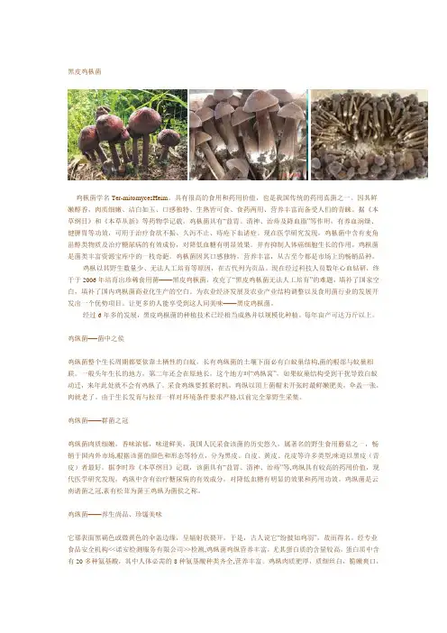 鸡枞菌简介-食用菌