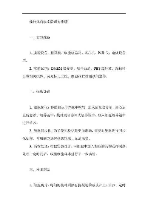 线粒体自噬实验研究步骤