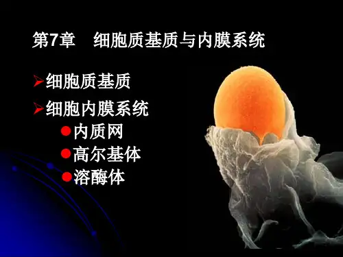 细胞生物学：第7章 细胞质基质与内膜系统