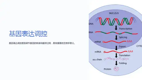 基因表达调控ppt