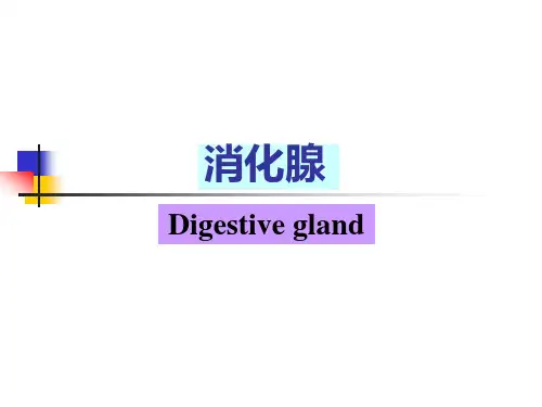 消化腺