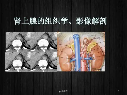 肾上腺的组织学、影像解剖【医学影像科】  ppt课件