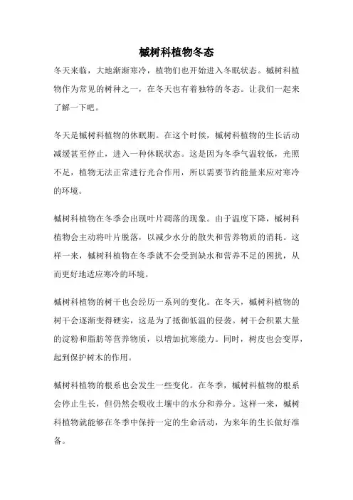 槭树科植物冬态