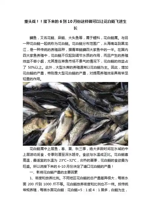 重头戏！！接下来的6到10月份这样做可以让花白鲢飞速生长