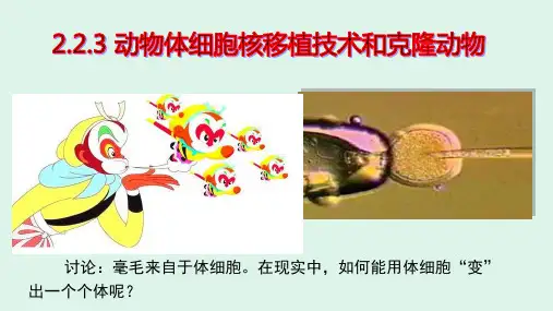 【课件】 动物体细胞核移植技术和克隆动物课件2021-2022学年高二下学期生物人教版选择性必修3
