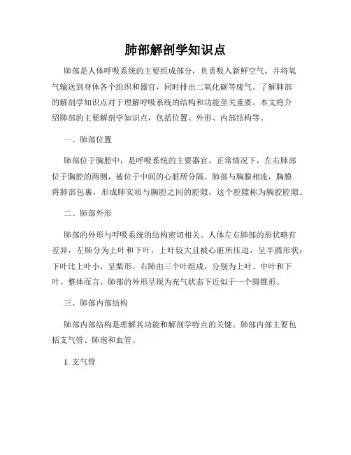 肺部解剖学知识点