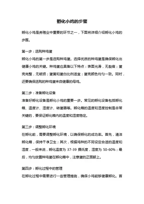 孵化小鸡的步骤