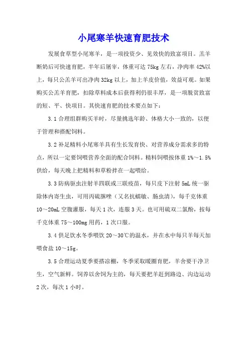 小尾寒羊快速育肥技术