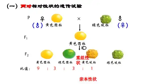 2023届高三生物一轮复习课件：基因的自由组合定律 