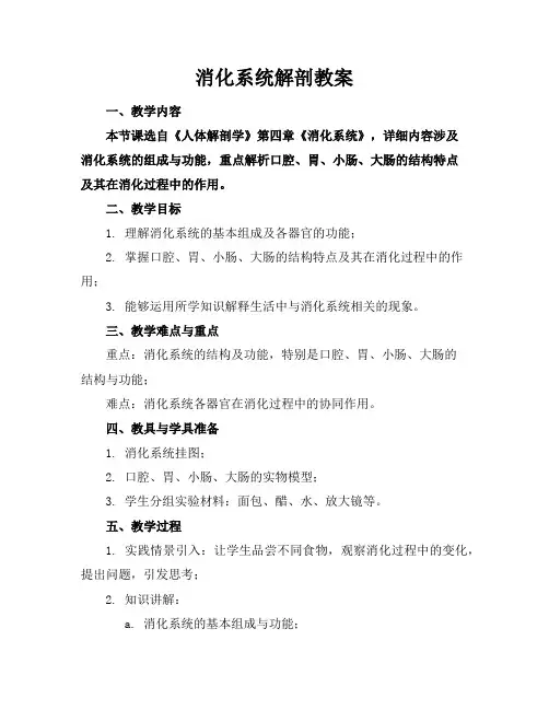 消化系统解剖教案