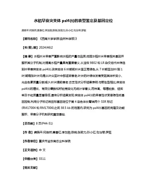 水稻早衰突变体psl4(t)的表型鉴定及基因定位