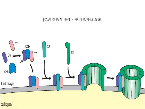 (免疫学教学课件)第四章补体系统