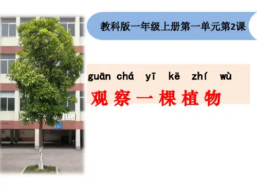 一年级上册科学课件观察一棵植物 教科版