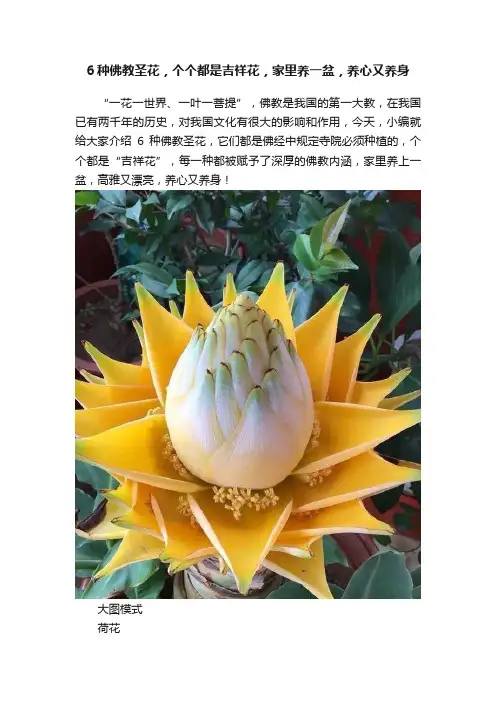 6种佛教圣花，个个都是吉祥花，家里养一盆，养心又养身