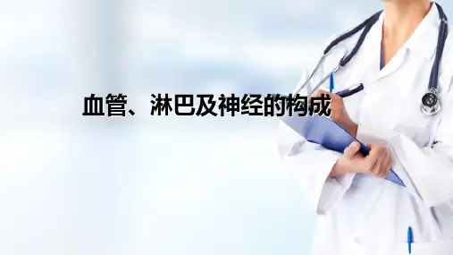 女性生殖系统解剖—血管、淋巴及神经(产科护理)