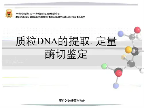 质粒DNA提取与鉴定