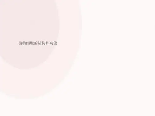 植物细胞的结构和功能课件PPT 7