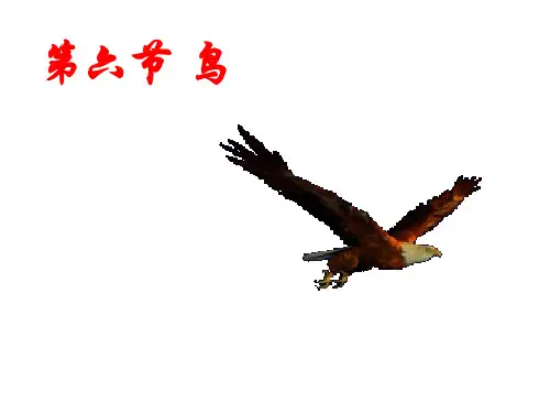 最新八年级生物上册 第六节《鸟》课件 知识点最全(内嵌视频)!