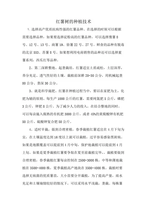 红薯树的种植技术
