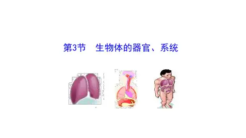 生物体的器官、系统课件(共29张PPT)生物北师版七年级上册