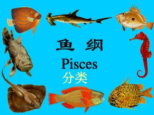 鱼纲分类