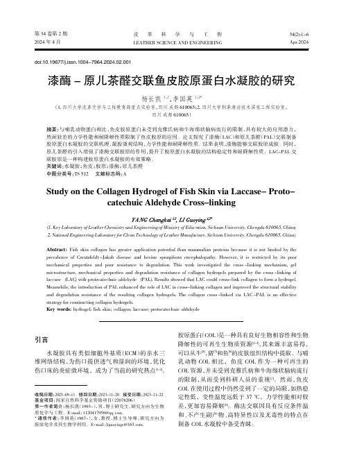 漆酶-原儿茶醛交联鱼皮胶原蛋白水凝胶的研究