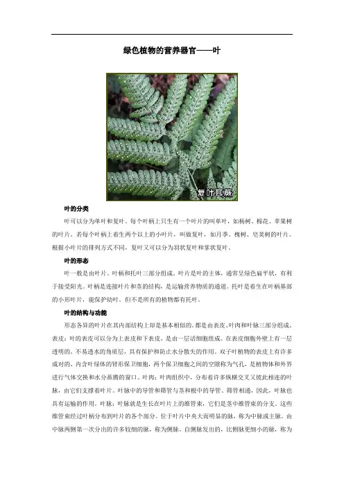 植物体的结构层次拓展资源-绿色植物的营养器官--叶