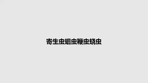 寄生虫蛔虫鞭虫蛲虫PPT教案
