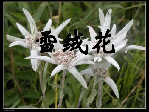 七年级音乐上册 《雪绒花》PPT教学课件