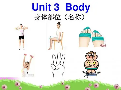 Unit 3 body.lnk3 ppt课件