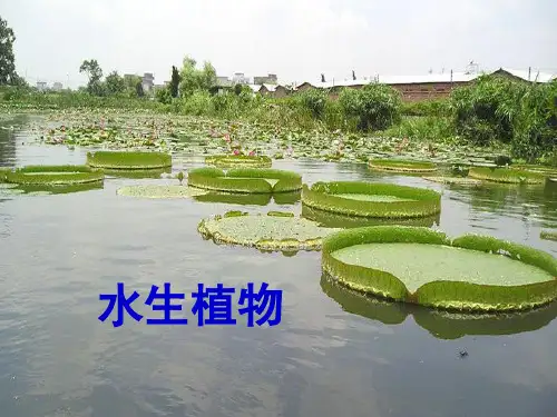 新版三年级上册科学课件-1.4 水生植物 教科版(共42张PPT)演示课件