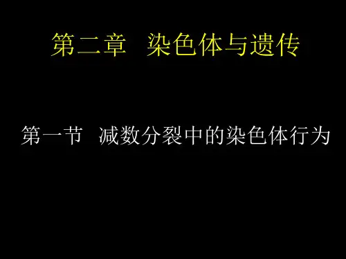 减数分裂中染色体的行为