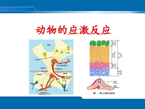 动物的应激反应