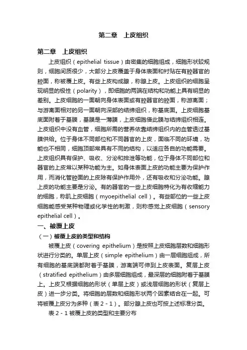 第二章　上皮组织