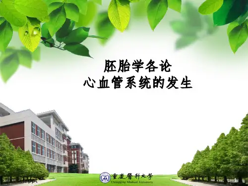 《心血管系统发生》PPT课件