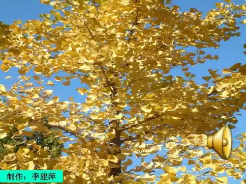 人教版小学语文三年级上册第三单元习作--秋天的图画