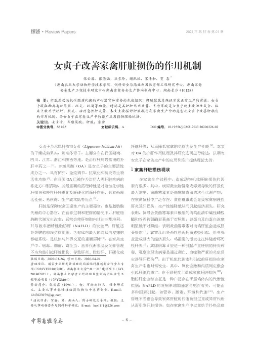 女贞子改善家禽肝脏损伤的作用机制