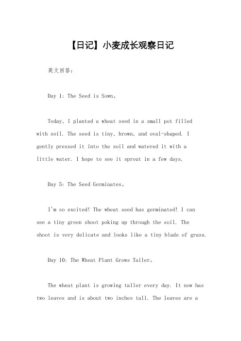 【日记】小麦成长观察日记