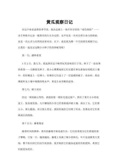 【日记】黄瓜观察日记