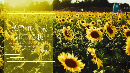 热烈的向日葵设计感通用模板