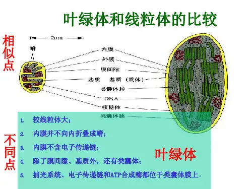 7.2叶绿体与线粒体的半自主性及其起源