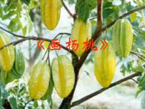 三年级语文画杨桃1-P