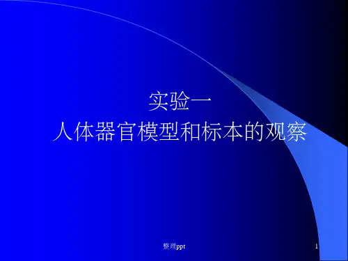 人体器官模型和标本的观察