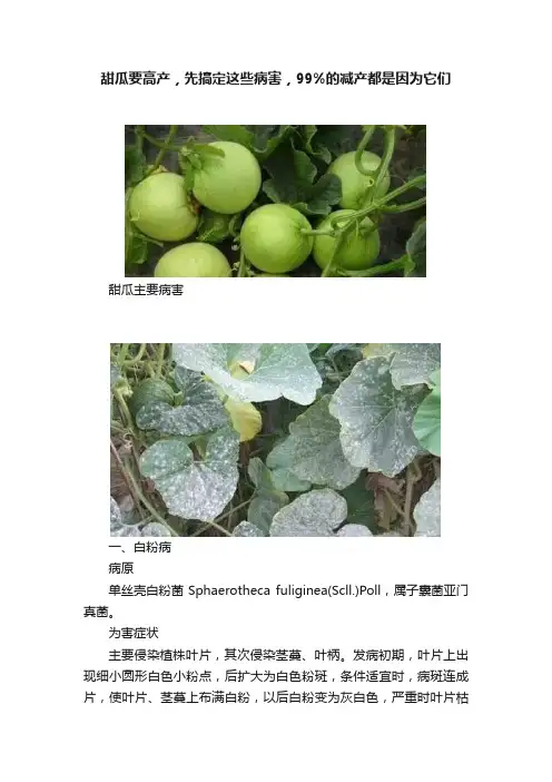 甜瓜要高产,先搞定这些病害,99%的减产都是因为它们