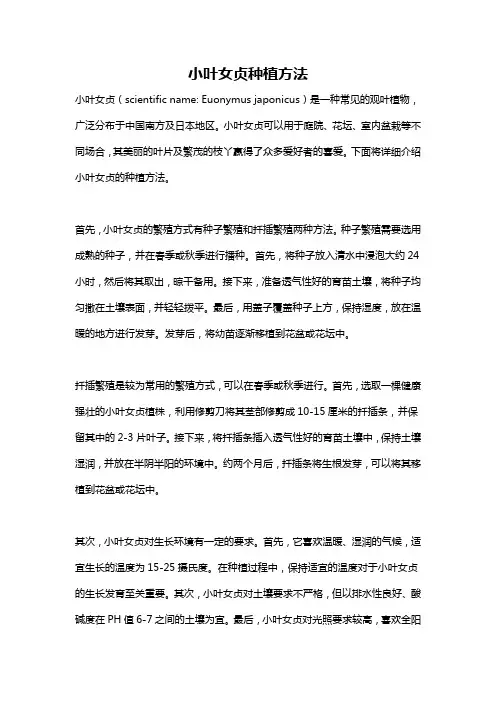 小叶女贞种植方法