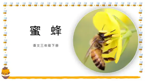 部编版三年级语文下册14蜜蜂(课件)(共31张PPT)