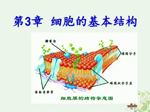 人教版高一生物必修一第三章第1节细胞膜—系统的边界