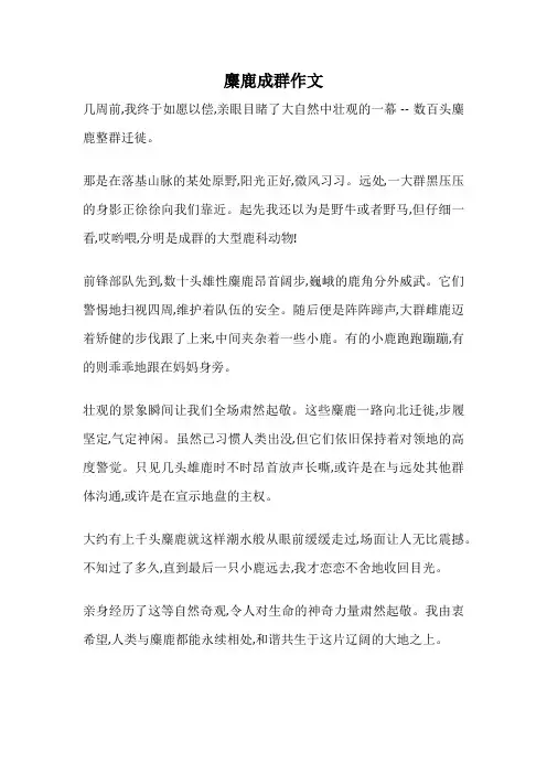 麋鹿成群作文