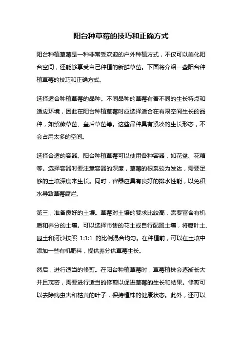 阳台种草莓的技巧和正确方式