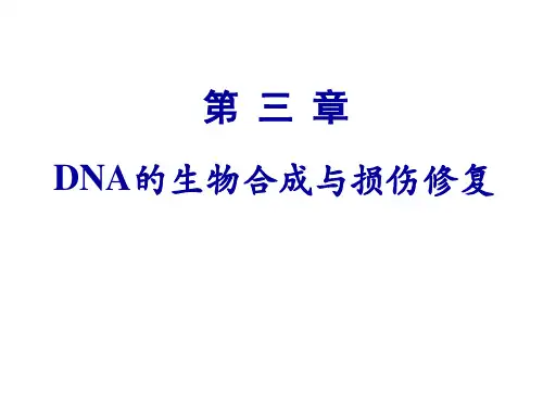 第三章 DNA的生物合成与损伤修复